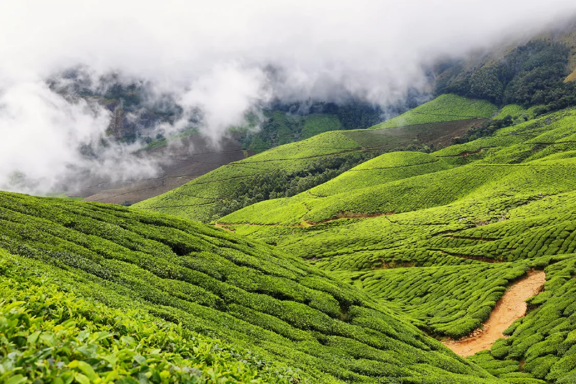 Cameron Highlands