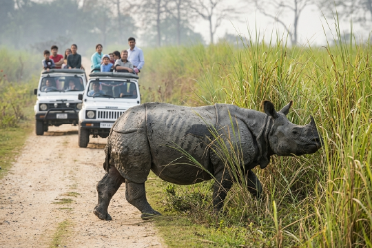 Kaziranga National Park (Assam)