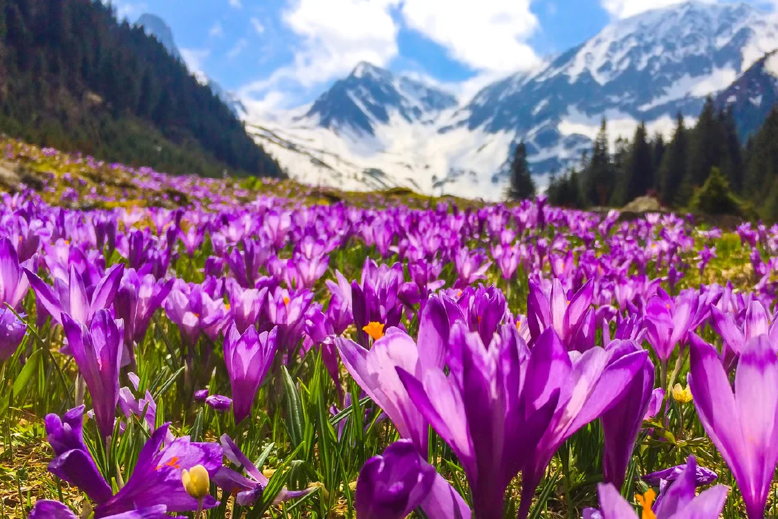 Valley of Flowers